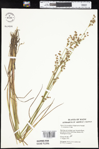 Juncus brevicaudatus image