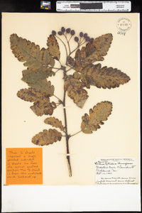 Image of Sorbus hybrida