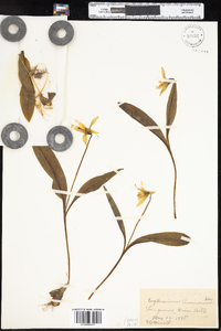 Erythronium americanum subsp. americanum image