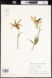 Lilium canadense image