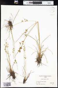 Juncus tenuis image