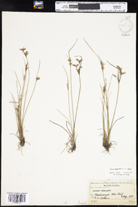 Juncus tenuis image