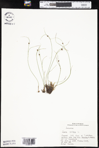 Juncus trifidus image