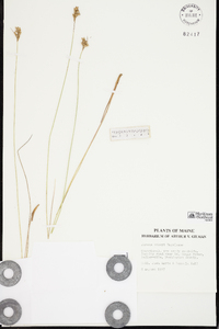 Juncus vaseyi image