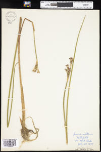 Juncus militaris image