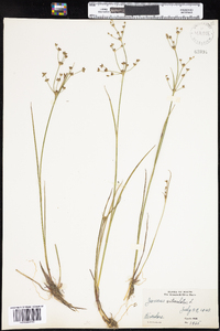 Juncus articulatus image