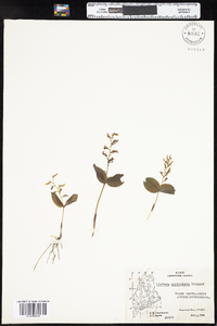 Image of Listera auriculata