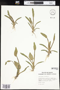 Pontederia cordata image