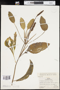 Potamogeton amplifolius image