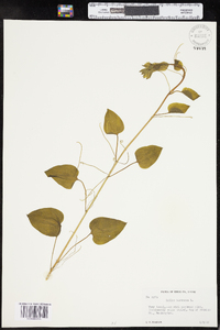 Smilax herbacea image