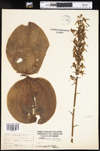 Image of Platanthera macrophylla