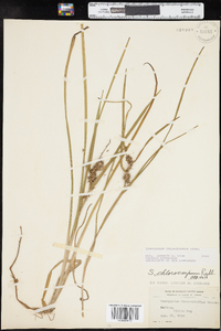 Sparganium eurycarpum image