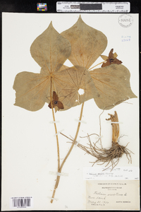 Trillium erectum image