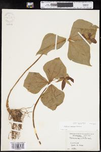 Trillium erectum image