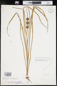 Sparganium angustifolium image