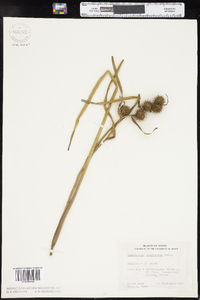 Sparganium americanum image