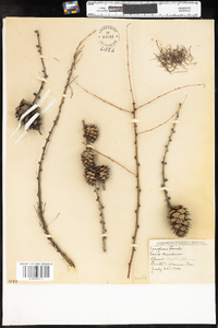 Larix decidua image