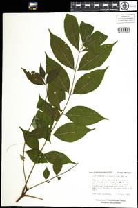 Image of Phellodendron japonicum