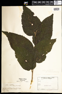 Celtis occidentalis image