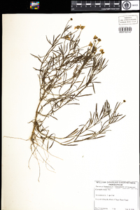 Coreopsis rosea image