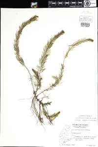 Myriophyllum farwellii image