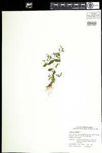 Hypericum mutilum image