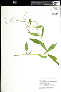 Arabis canadensis image