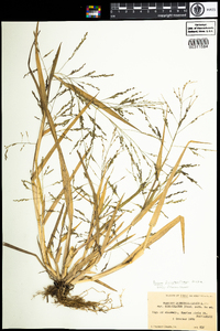 Panicum dichotomiflorum var. geniculatum image