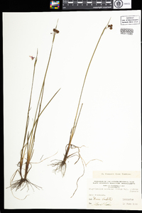 Sisyrinchium montanum var. crebrum image