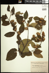 Betula alleghaniensis image