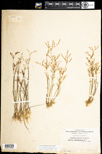 Juncus pelocarpus image