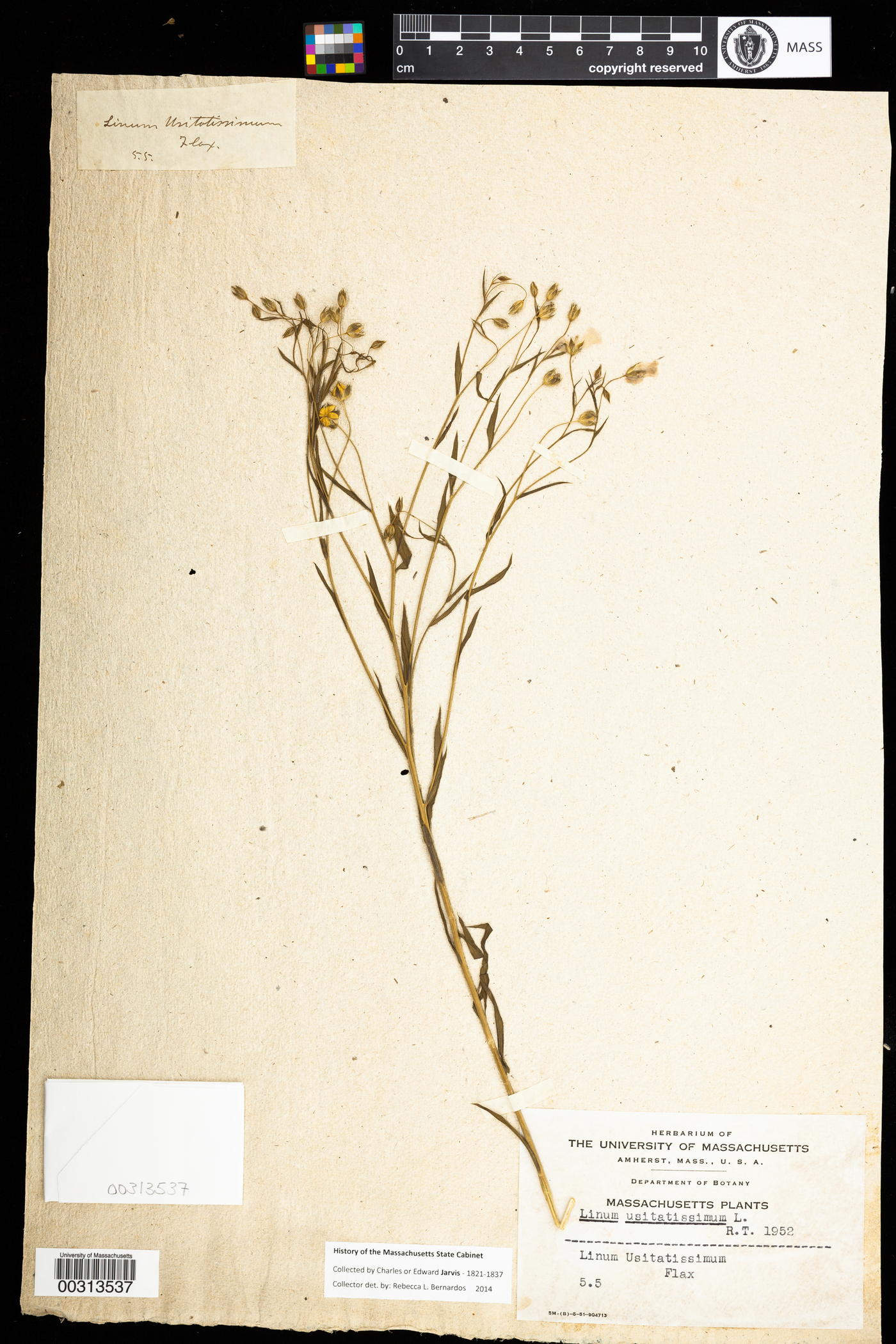 Linaceae image