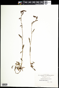 Rumex acetosella image