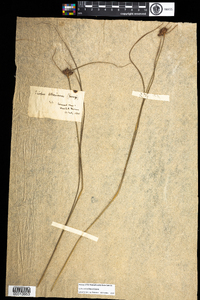 Scirpus atrovirens image