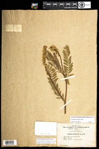 Astragalus tenellus image