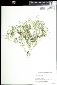 Gypsophila muralis image