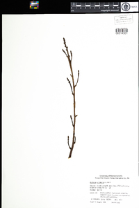 Epifagus virginiana image