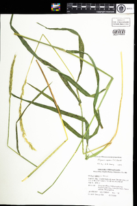 Elymus repens image