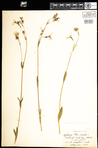 Silene flos-cuculi subsp. flos-cuculi image