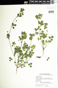 Medicago lupulina image