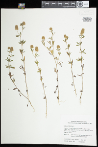 Trifolium arvense image