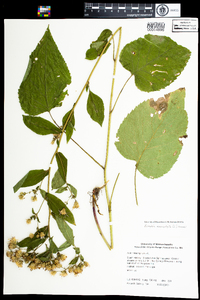 Eurybia macrophylla image