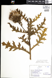 Cirsium horridulum image