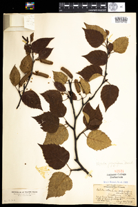 Betula papyrifera image