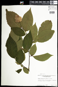 Ostrya virginiana image