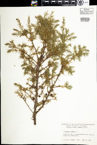 Juniperus communis image