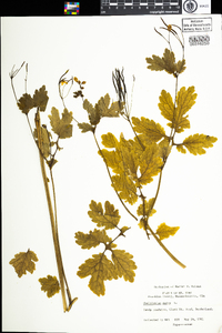 Chelidonium majus image