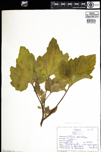 Xanthium strumarium image