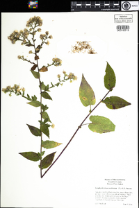 Symphyotrichum undulatum image