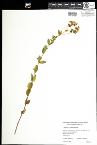 Hypericum ellipticum image